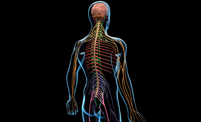 Abordaje Fisioterapéutico de las disfunciones de la región dorsal y su relación con el Sistema Nervioso Autónomo