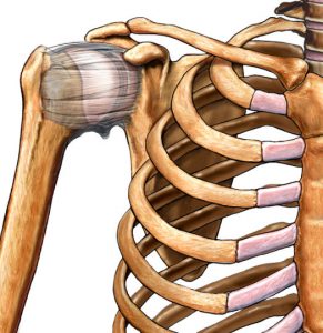 Shoulder_Anatomy