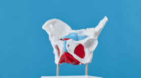 7 razones para formarte en fisioterapia de suelo pélvico