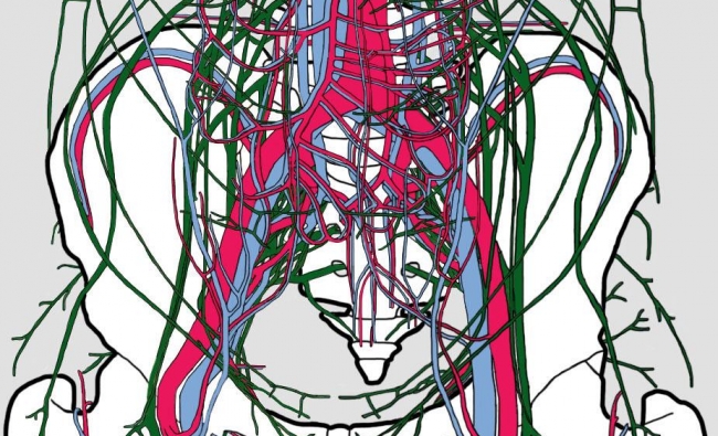 DIANE JACOBS. Dermo-Neuro-Modulación