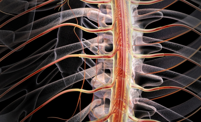 Taller: Manejo biomecánico del raquis e influencia de la terapia manual sobre el sistema nervioso autónomo