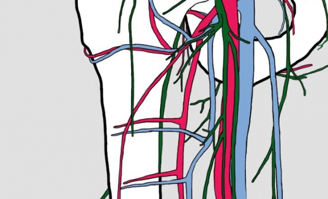 DIANE JACOBS. Dermo-Neuro-Modulación